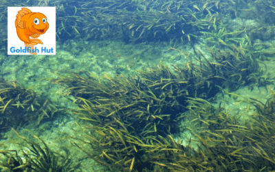 Benefits of Aquatic Plants for Goldfish: A Guide to Improving Their Health and Happiness