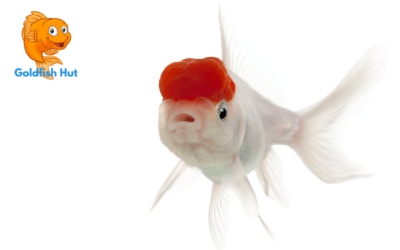 Best Goldfish Names: Creative Ideas for Naming Your Pet Fish