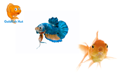 Can A Betta Live With A Goldfish? Compatibility And Risks Explained