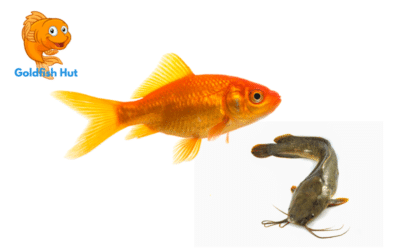 Can A Catfish Live With Goldfish? The Compatibility Guide