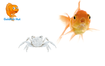 Can A Crab Live With Goldfish? Compatibility and Care Tips