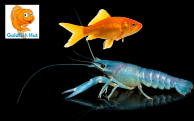 Can A Crayfish Live With Goldfish? Everything You Need To Know