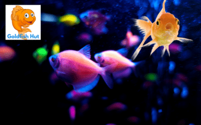 Can Glofish and Goldfish Coexist in the Same Tank?