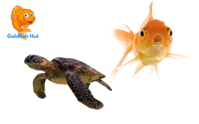 Can A Turtle Live With Goldfish? Compatibility and Considerations