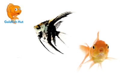 Can An Angelfish Live With A Goldfish? Compatibility and Risks Explained