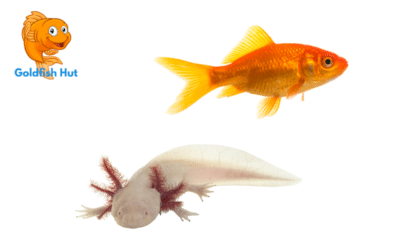 Can An Axolotl Live With A Goldfish? Compatibility and Risks Explained
