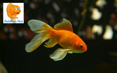 Can Fish Recover From Swim Bladder Issues? Exploring the Possibilities