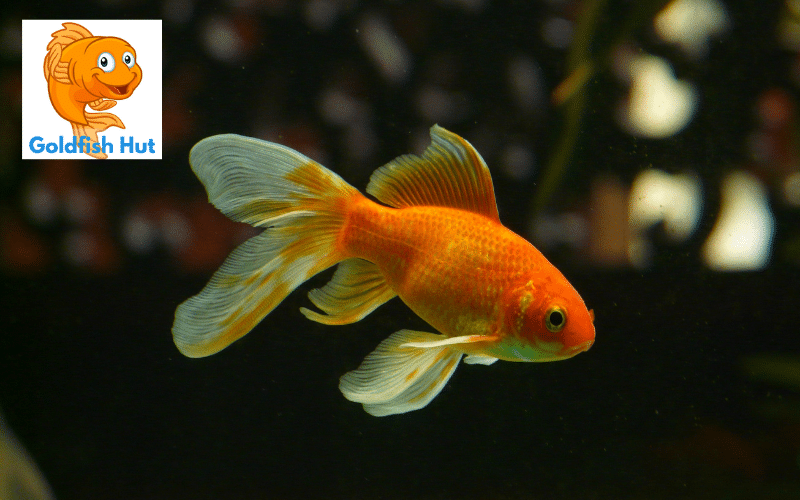 Can Fish Recover From Swim Bladder Issues