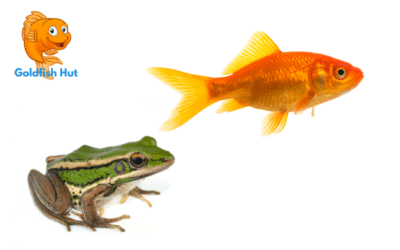 Can Frogs Live With A Goldfish? Compatibility And Care Tips