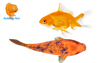 Can Goldfish and Koi Breed? Everything You Need to Know