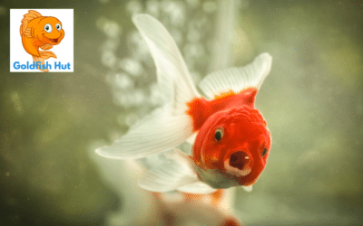 Can Goldfish Be Depressed? Understanding the Emotional State of Your Pet Fish