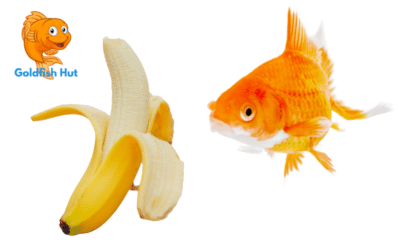 Can Goldfish Eat Banana? Everything You Need to Know