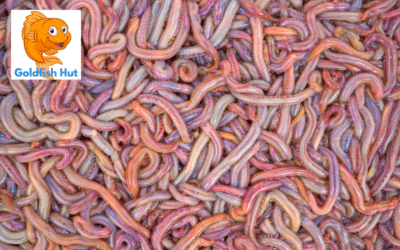 Can Goldfish Eat Bloodworms? A Comprehensive Guide