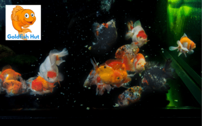Can Goldfish Eat Bread? What You Need To Know