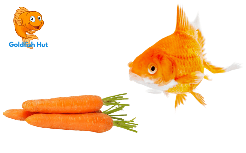 Can Goldfish Eat Carrots? A Guide to Feeding Your Goldfish
