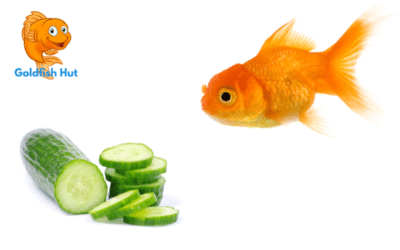 Can Goldfish Eat Cucumber?