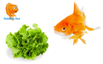 Can Goldfish Eat Lettuce? A Guide to Feeding Your Goldfish