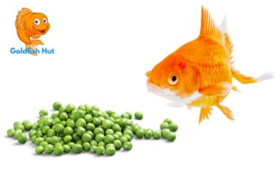 Can Goldfish Eat Peas?