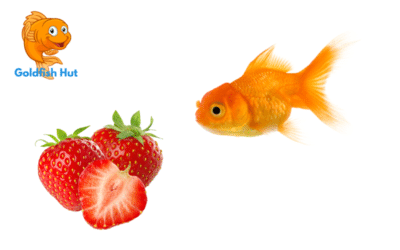 Can Goldfish Eat Strawberries? A Guide to Feeding Your Goldfish