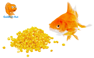 Can Goldfish Eat Sweetcorn? A Guide to Feeding Your Goldfish