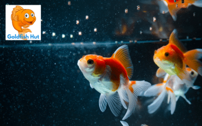 Can Goldfish Eat Tropical Fish Food? Everything You Need to Know.