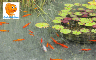 Can Goldfish Live Outside In A Pond? Pros and Cons Explained