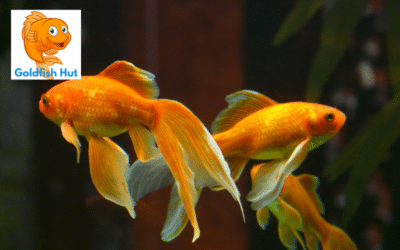 Can Goldfish See In The Dark? Exploring Their Nocturnal Vision