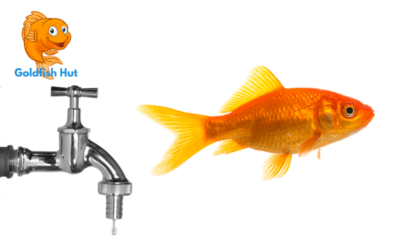 Can Goldfish Survive in Tap Water? Everything You Need to Know
