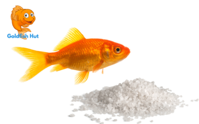 Can Goldfish Tolerate Salt? The Truth About Adding Salt to Your Goldfish Tank