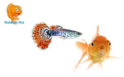 Can Guppies Live With Goldfish? Compatibility and Considerations