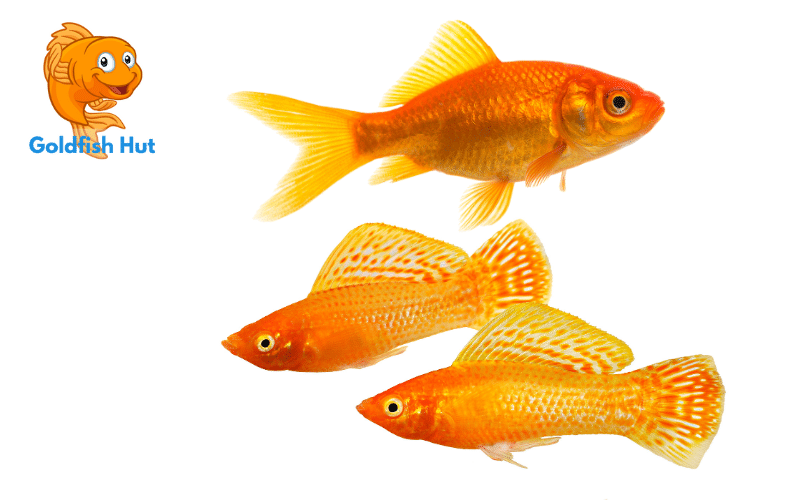 Can Mollies Live With Goldfish