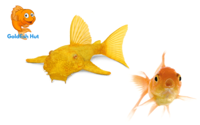 Can Plecos Live With Goldfish? Compatibility and Tank Requirements