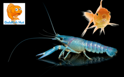 Can Shrimp Live With Goldfish? Compatibility and Considerations