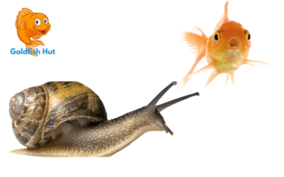 Can Snails Live With Goldfish? Compatibility Explained