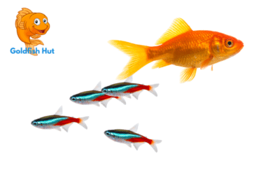 Can Tetras Live With Goldfish? Compatibility and Housing Tips