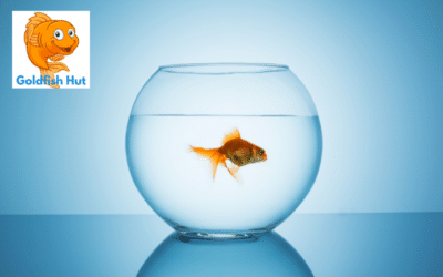 Can You Keep Goldfish in a Bowl? The Truth About Goldfish Care
