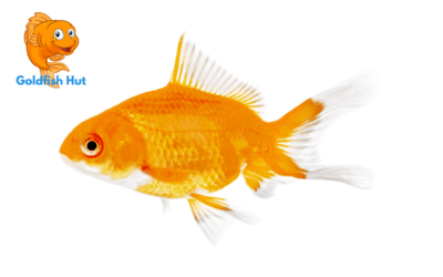 Do Fish Know They Are In Water? A Scientific Investigation