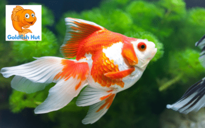 Do Goldfish Get Thirsty? The Truth About the Water Needs of Goldfish