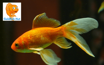 Do Goldfish Have Teeth? A Comprehensive Guide to Goldfish Anatomy