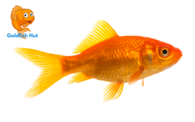 Do Goldfish Need A Filter? The Importance of Filtration for Goldfish Tanks
