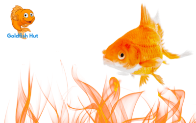 Do Goldfish Need A Heater? A Guide to Maintaining Optimal Water Temperature
