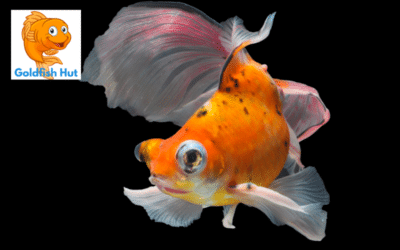 Do Goldfish Prefer To Be Alone? A Look Into The Social Behavior Of Goldfish