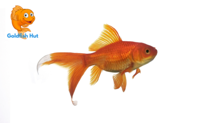 Does a Goldfish Have a Brain? Exploring the Anatomy of a Common Pet Fish