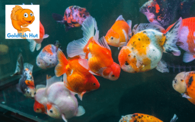 Does Cold Water Increase Goldfish Activity?