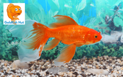 How Are Goldfish Born? A Brief Guide to Goldfish Reproduction