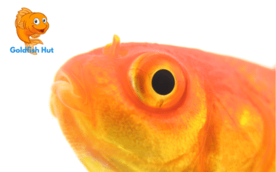 How Big Will My Goldfish Grow? A Guide to Goldfish Growth and Size