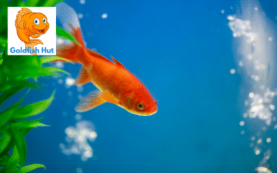 How to Determine if Your Goldfish is Male or Female