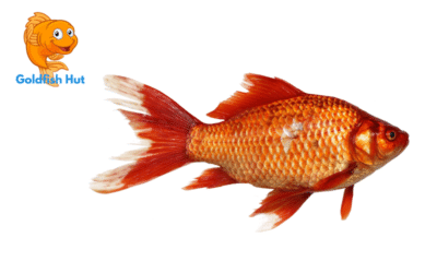How Do Goldfish Act When They Are Dying? Signs to Look Out For