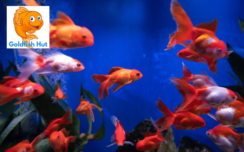 How Do Goldfish Act When They Are Pregnant