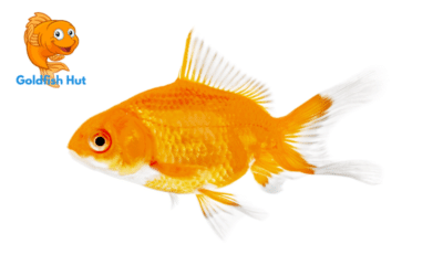 How Do Goldfish Breathe? An Explanation of Their Unique Respiratory System